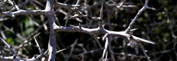 The Blackthorn Tree The Blackthorn Tree