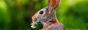 The Irish Hare The Irish Hare