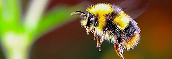 The Irish Bee The Irish Bee