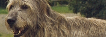 Irish Wolfhounds Irish Wolfhounds