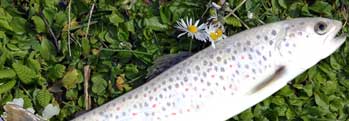 The White Trout The White Trout